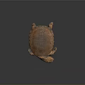 Brown Orange Reptile Turtle With Textured Shell Resting On Smooth Gray Surface 3d model