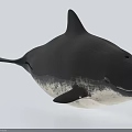 Realistic Orca 3D Model With Black And White Sleek Shiny Surface On Light Blue Background