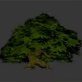 Lush Decorative Tree with Green and Yellow Foliage and Exposed Roots in Indoor Space