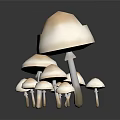Group of White Mushrooms in Various Sizes on Black Background with Reflections