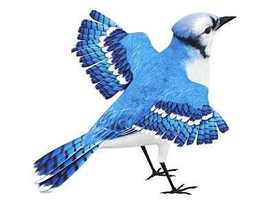 Blue and White Bird with Spread Wings Detailed Feathers Isolated on White 3d model
