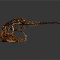 Medical Educational Dinosaur Skeleton Model For Anatomy Teaching And Research