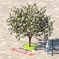 Michelia Maudiae Tree With 3.5m Height 0.2m Trunk Person Nearby Green Pit Square Pavement Tiles