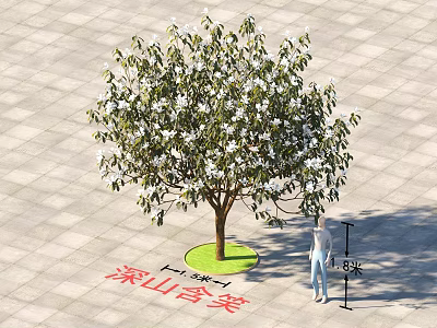 Michelia Maudiae Tree With 3.5m Height 0.2m Trunk Person Nearby Green Pit Square Pavement Tiles 3d model
