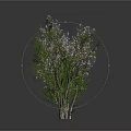 Three Different Trees With Thin Branches Dense Foliage And Leafy Canopies