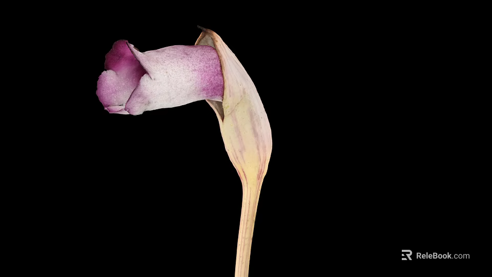 Elegant Purple and White Flower with Curved Petal and Slender Stem on Black Background 3d model 