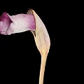 Elegant Purple and White Flower with Curved Petal and Slender Stem on Black Background