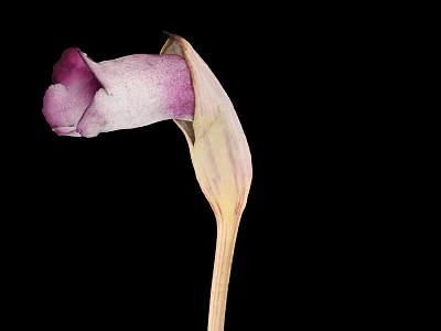 Elegant Purple and White Flower with Curved Petal and Slender Stem on Black Background 3d model