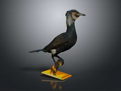 Detailed Cormorant Bird Specimen Standing On Yellow Base Against Gray Background 3d model