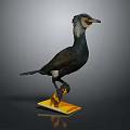 Detailed Cormorant Bird Specimen Standing On Yellow Base Against Gray Background