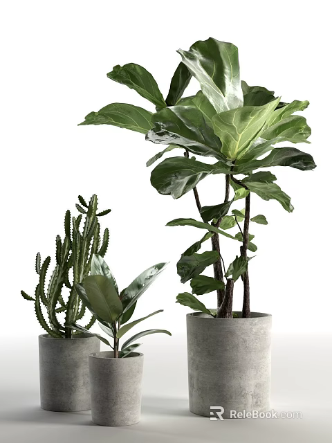 Various Potted Plants Including Large Leafy Green And Cactus In Concrete Pots 3d model 