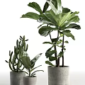 Various Potted Plants Including Large Leafy Green And Cactus In Concrete Pots