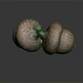 Close Up Of Two Brown Textured Acorns On Dark Surface With Reflection 3d model