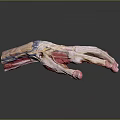 Detailed 3D Human Hand Anatomical Model Showing Muscle Bone And Tissue Structure