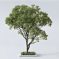 Square Tree Pit Design With Lush Green Tree And Small Plants
