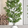 Indoor Bonsai Potted Plants in White Decorative Pots for Modern Home Interior
