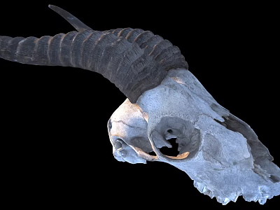 Detailed Ram Skull With Curved Horns Isolated On Black Background 3d model
