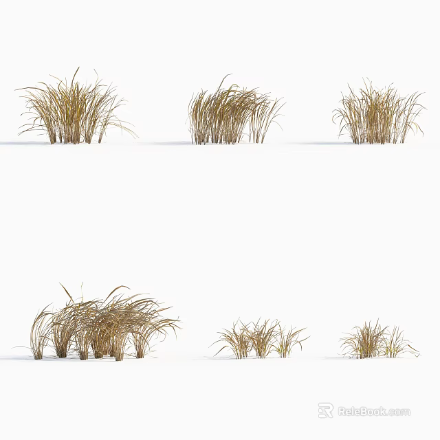 Natural Decorative Grass Clusters With Feathery Blades And Diverse Heights For Design Displays 3d model 