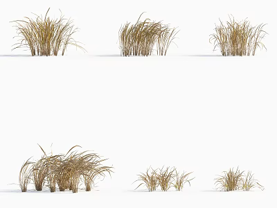 Natural Decorative Grass Clusters With Feathery Blades And Diverse Heights For Design Displays 3d model