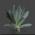 Green Succulent Plant With Rosette Shaped Leaves And Dark Edges For Indoor Decor