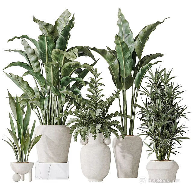 Beautiful Indoor Potted Green Plants Including Ferns And Large Leaf Varieties In Ceramic Planters 3d model 