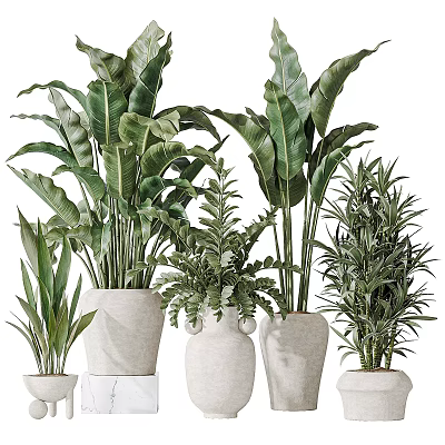 Beautiful Indoor Potted Green Plants Including Ferns And Large Leaf Varieties In Ceramic Planters 3d model