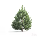 Modern Pine Tree Modern Tree Forest Pine Tree 3d model