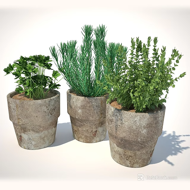 Three Natural Herb Plants In Rustic Terracotta Pots For Home Decor 3d model 