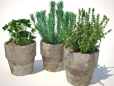 Three Natural Herb Plants In Rustic Terracotta Pots For Home Decor 3d model