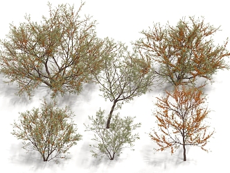 sea buckthorn tree vinegar willow yellow sour thorn shrubs trees sea buckthorn fruit 3d model