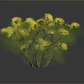 Green Plant with Slender Stems and Small Round Buds Clustered in Dark Background with Reflection