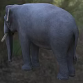 Gray Elephant Standing On Green Grassland With Long Tusks And Ears
