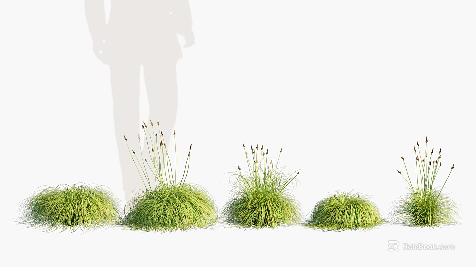 Green Grass Plants With Slender Stems And Top Spikelets On White Background With Silhouette 3d model 