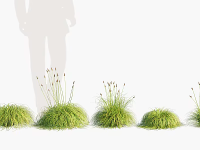 Green Grass Plants With Slender Stems And Top Spikelets On White Background With Silhouette 3d model