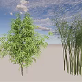 Tall Green Bamboo Plants Growing On Ground Under Blue Sky With White Clouds