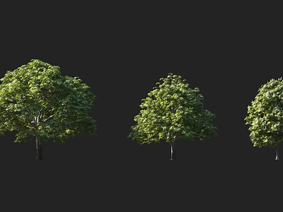 Lush Green Arbor Trees With Dense Foliage And Healthy Growth In Black Background 3d model