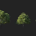 Lush Green Arbor Trees With Dense Foliage And Healthy Growth In Black Background