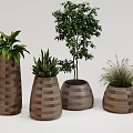 Modern Bonsai Potted Plants Arrangement With Natural Wood Planters And Various Green Foliage