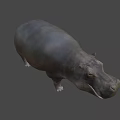Realistic 3D Hippo Model With Open Mouth And Gray Body Features