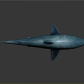 Shiny Blue Shark With Glossy Surface On Dark Background And Reflection 3d model