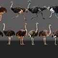 Diverse Reptile Species Showing Various Poses And Natural Color Patterns