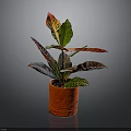Vibrant Variegated Leaf Houseplant In Red Textured Pot On Gray Background