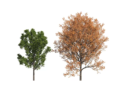 Oak Tree 3d model