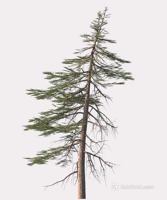 Tilted Pine Tree With Green Branches And Light Sky Background 3d model