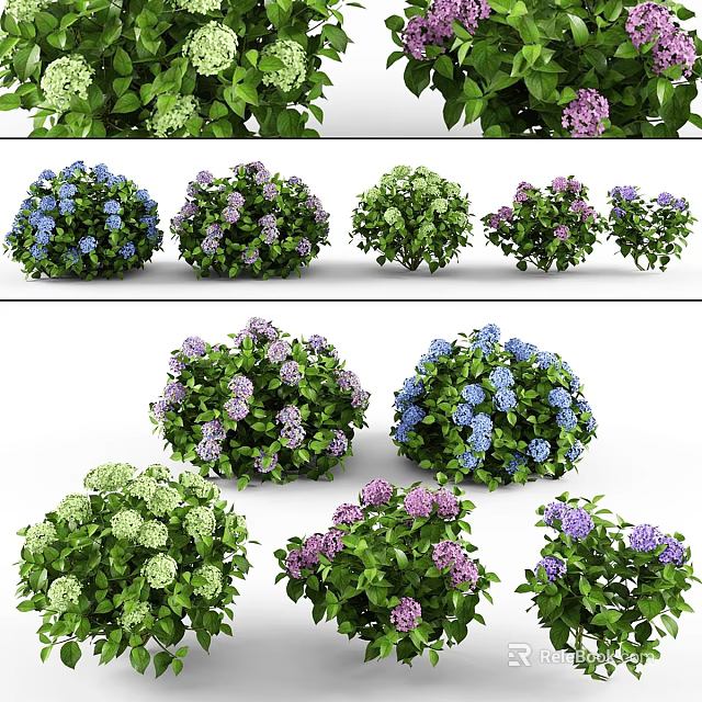 Vibrant Flowering Bushes With Purple Blue Blooms And Lush Green Foliage 3d model 
