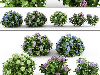 Vibrant Flowering Bushes With Purple Blue Blooms And Lush Green Foliage 3d model