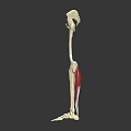 Human Leg Skeleton Muscles Anatomical Structure 3D Rendering Educational Model