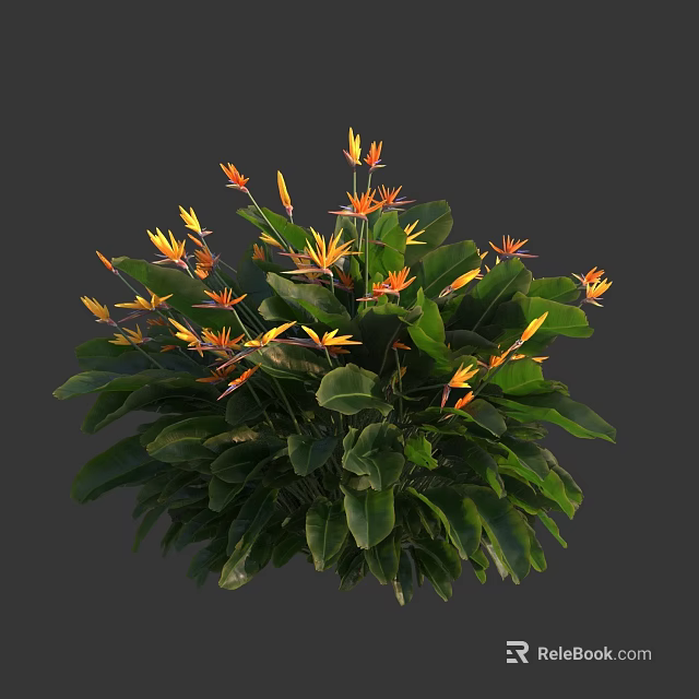 Lush Bird of Paradise Plant with Green Leaves and Orange Tropical Flowers 3d model 