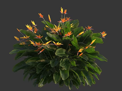 Lush Bird of Paradise Plant with Green Leaves and Orange Tropical Flowers 3d model