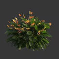 Lush Bird of Paradise Plant with Green Leaves and Orange Tropical Flowers